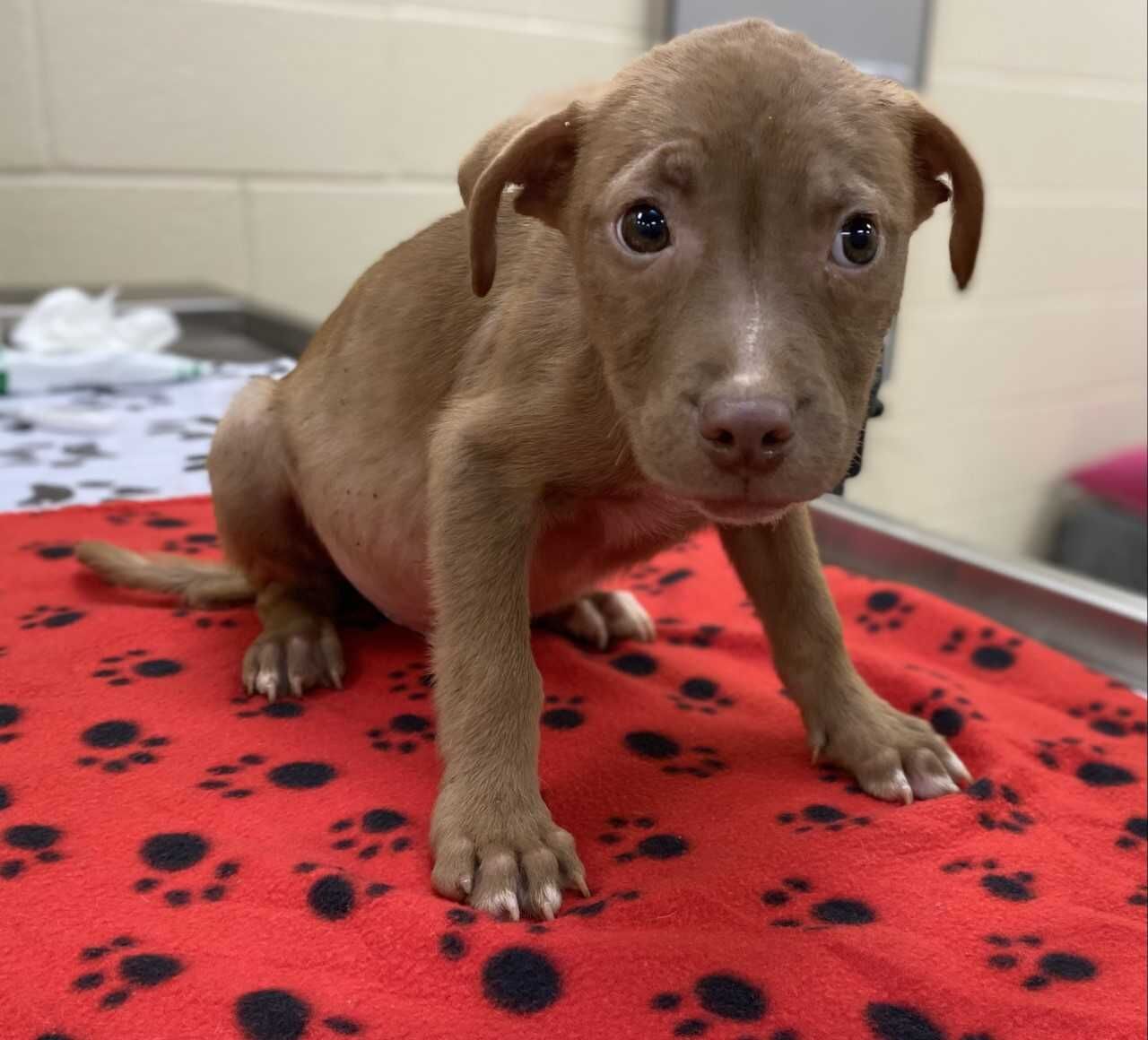 SNOW – ID#A017032, rescue only